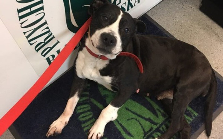 Zbiórka KAJA - zbiera na leczenie - zdjęcie główne