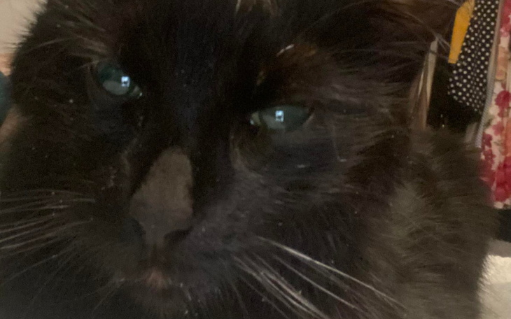 Zbiórka Kicia Kuro nie chce umierać - zdjęcie główne