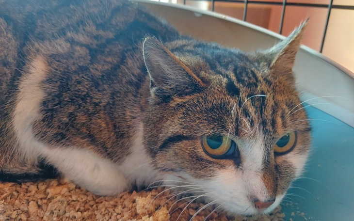 Zbiórka lepsze życie bezdomnej kotki - zdjęcie główne