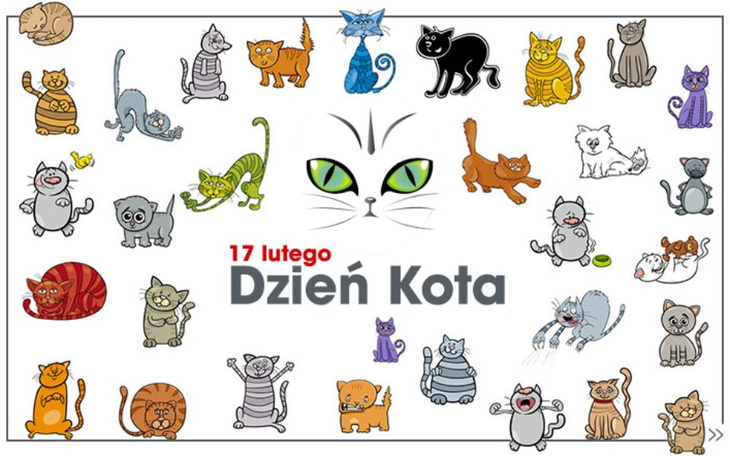 Zbiórka Dzień kota - karma dla reksiaka - zdjęcie główne