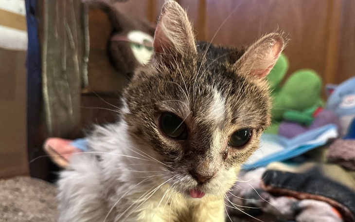 Stara kotka z wyrazistymi oczami, siedząca w przytulnym otoczeniu.