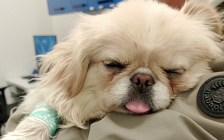 Zbiórka Operacja pieska pekińczyk - zdjęcie główne