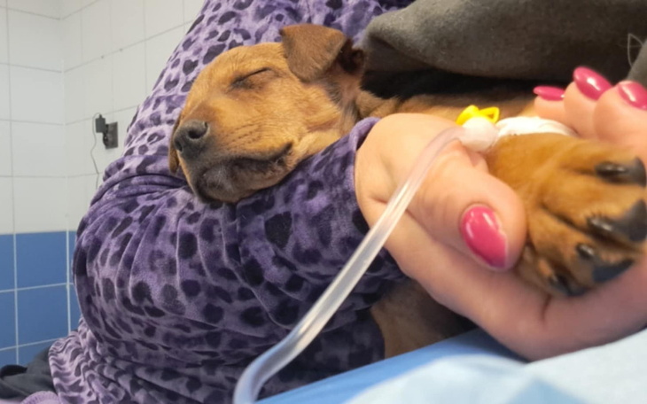 Słodki szczeniak śpiący w ramionach opiekuna.