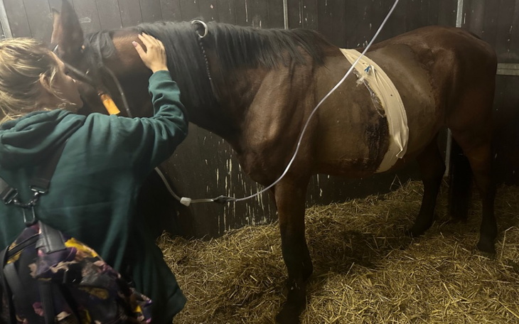 Zbiórka Zbieramy na leczenie Gallanta - zdjęcie główne