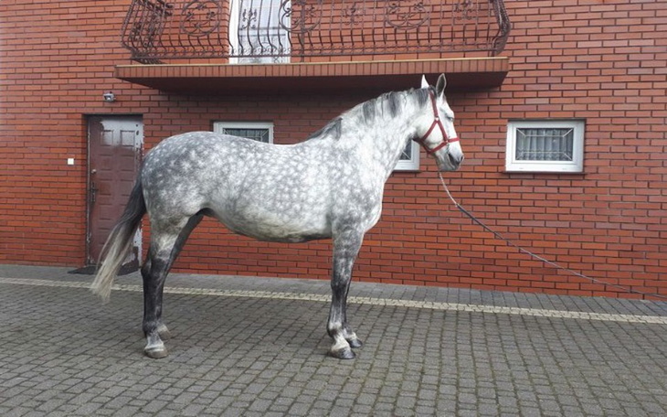 Zbiórka Na swojego konika - zdjęcie główne