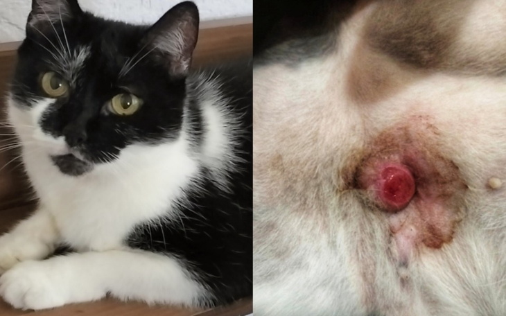 Zbiórka Na leczenie kociej córeczki - zdjęcie główne