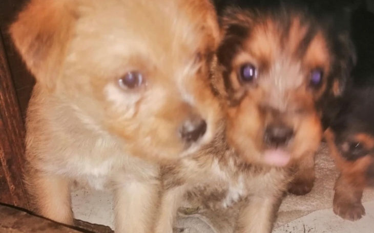 Zbiórka Zdążyć przed śmiercią maluszkow - zdjęcie główne