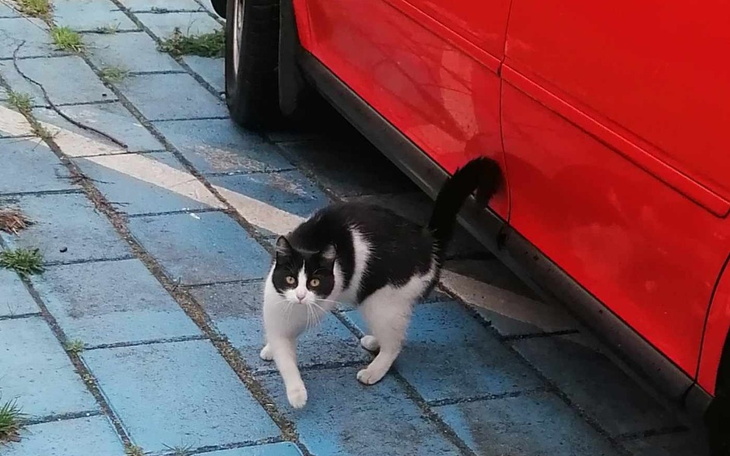 Zbiórka Przucona kicia.. - zdjęcie główne