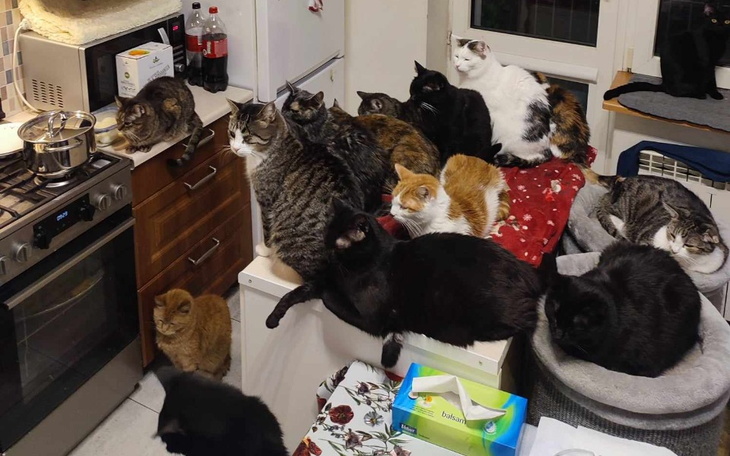 Grupa kotów odpoczywających na blacie kuchennym.