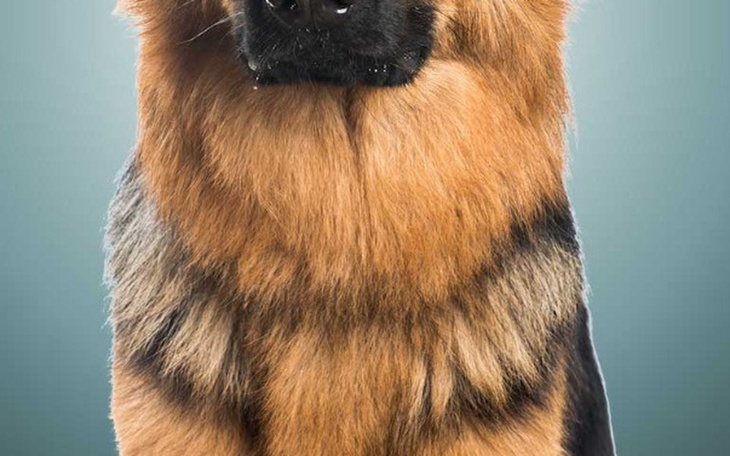 Zbiórka Pomoc Karma dla psow - zdjęcie główne