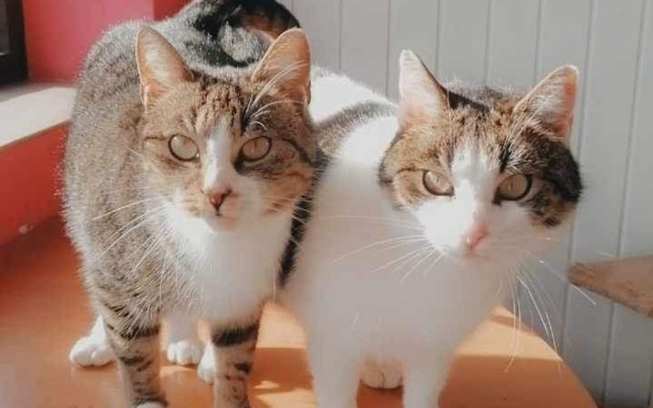 Zbiórka Karma i leczenie kotków - zdjęcie główne