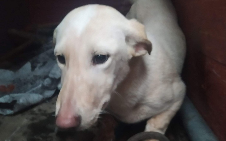 Zbiórka W błocie, pod przyczepą.pomocy - zdjęcie główne