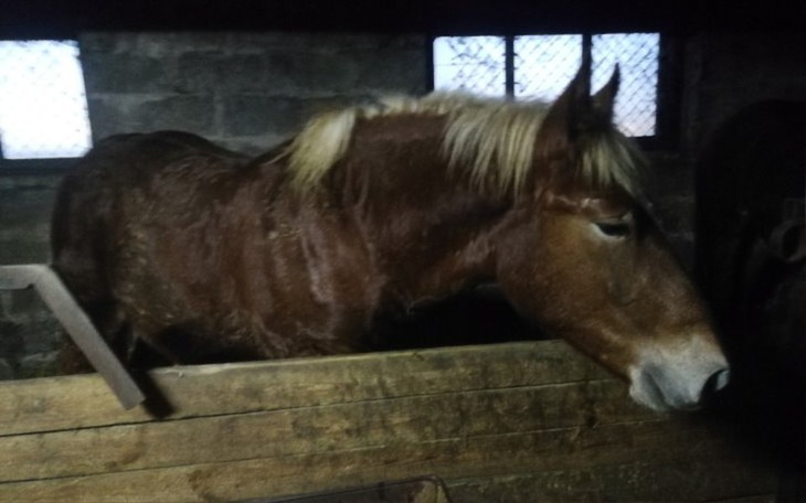 Zbiórka Lizak zbiera na przeżycie - zdjęcie główne