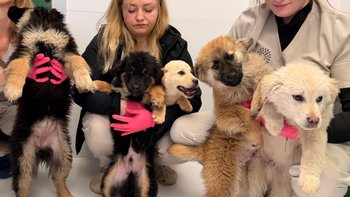 Zbiórka Na ratunek szczeniakom - miniaturka zdjęcia