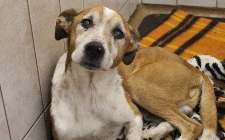 Zbiórka Na karmę dla 25 staruszków - zdjęcie główne