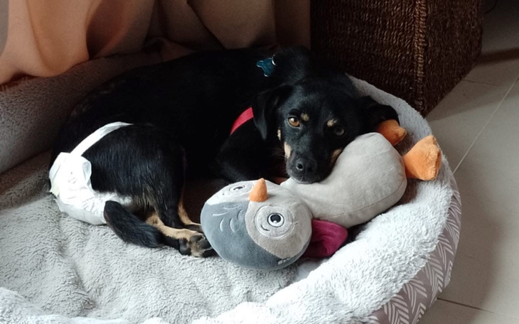 Pies leżący na legowisku z pluszowym misiem.