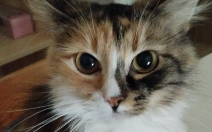 Portret kota z wyrazistymi oczami i futrem.