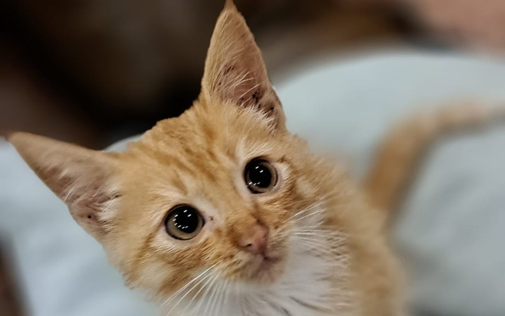 Zbiórka Leczenie-bezdomne zwierzęta - zdjęcie główne