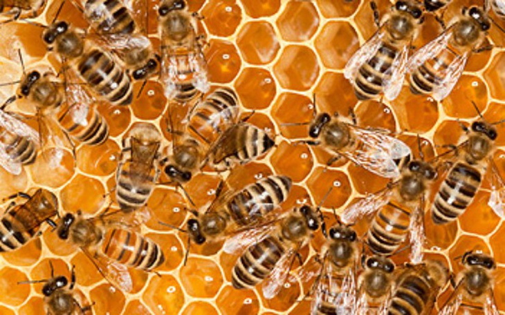 Zbiórka Ule dla pszczół - zdjęcie główne