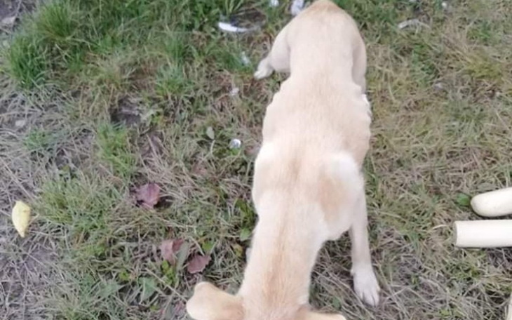 Zbiórka Wycieńczona sunia i jej dzieci - zdjęcie główne