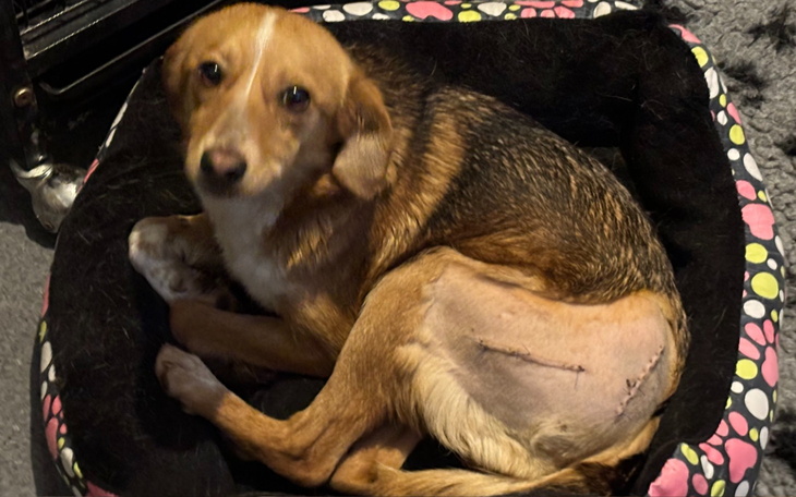 Pies po operacji, odpoczywa w swoim legowisku.