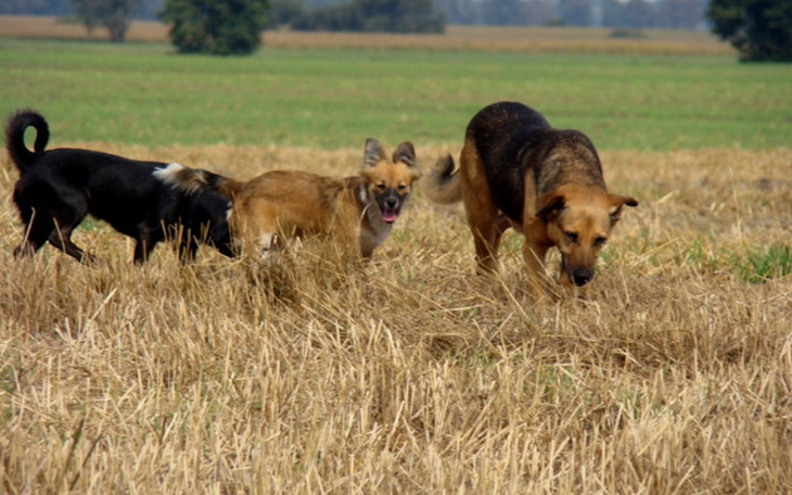 Trzy psy biegające po polu, wśród zboża.