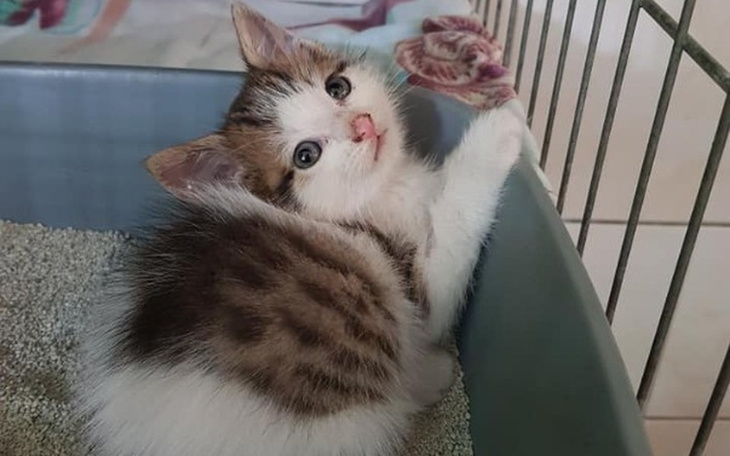 Zbiórka Pusia - maleństwo bez ogonka - zdjęcie główne