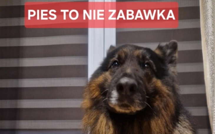 Pies z wyraźnym napisem: 'Pies to nie zabawka'.