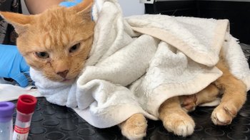 Zbiórka Krokiet - miniaturka zdjęcia