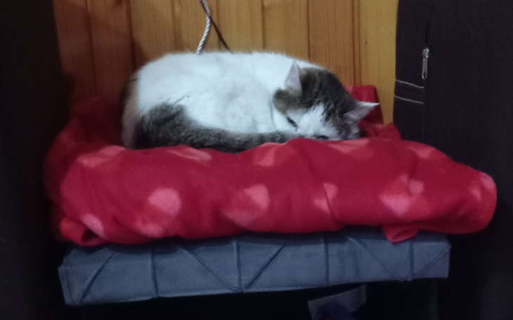 Zbiórka Na drapaczek dla kotka - zdjęcie główne