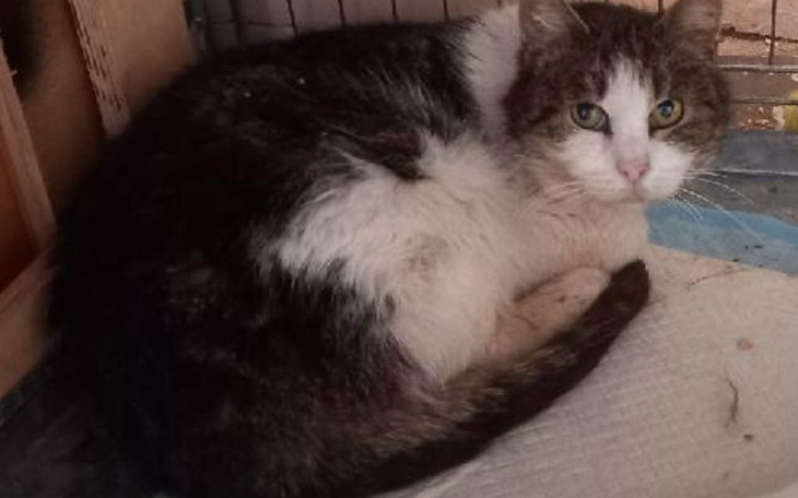 Kot w pozycji zwiniętej, odpoczywający na podłodze.