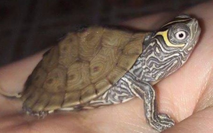 Zbiórka Hodowla żółwi wodnych - zdjęcie główne