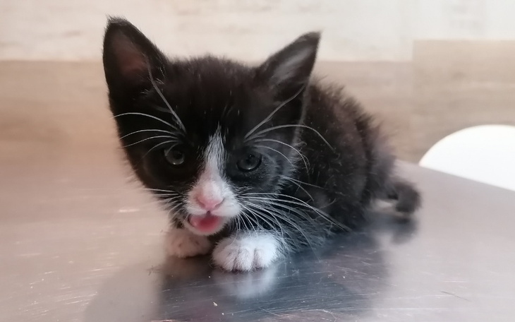 Zbiórka Kocia kruszynka z przepukliną - zdjęcie główne