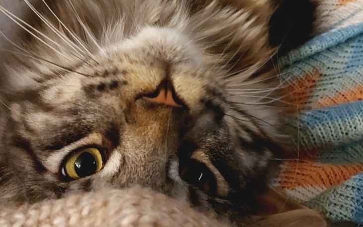 Zbiórka Mocy Przybywaj - He-Man umiera - zdjęcie główne