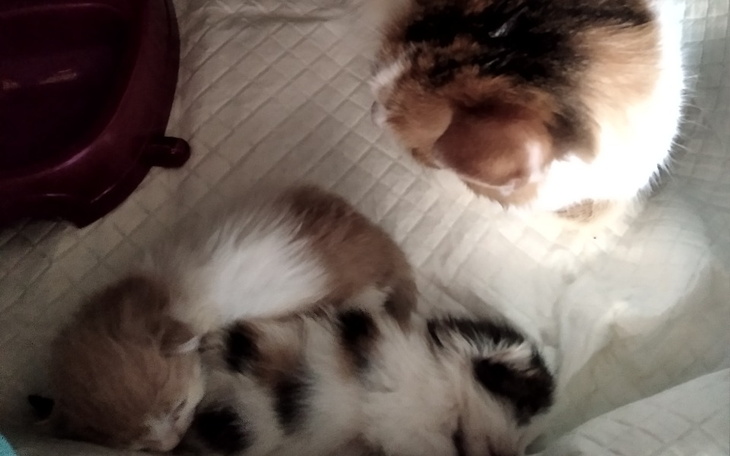 Zbiórka Leczymy kocią mamę i dzieci - zdjęcie główne