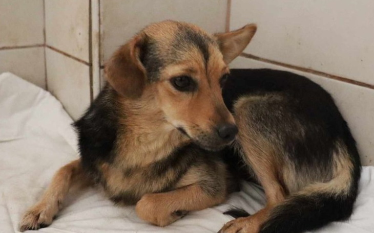 Zbiórka Suni los w naszych rękach - zdjęcie główne