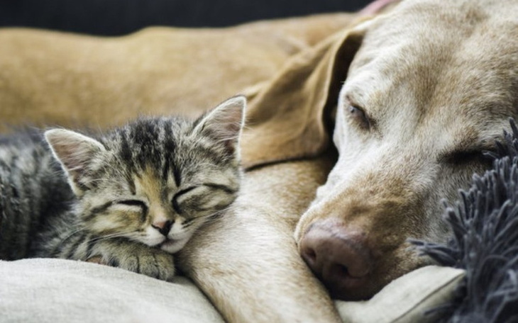 Zbiórka Karma Dla Naszych Podopiecznych - zdjęcie główne