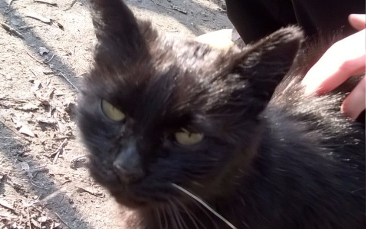 Zbiórka Pomoc dla kociaka - zdjęcie główne