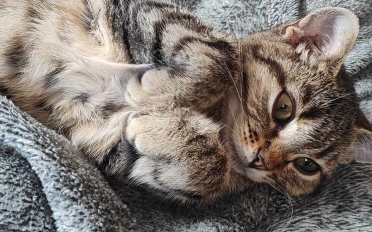 Zbiórka Leczenie małej burej Tośki - zdjęcie główne