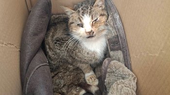 Zbiórka Kotek bez siły życia - miniaturka zdjęcia