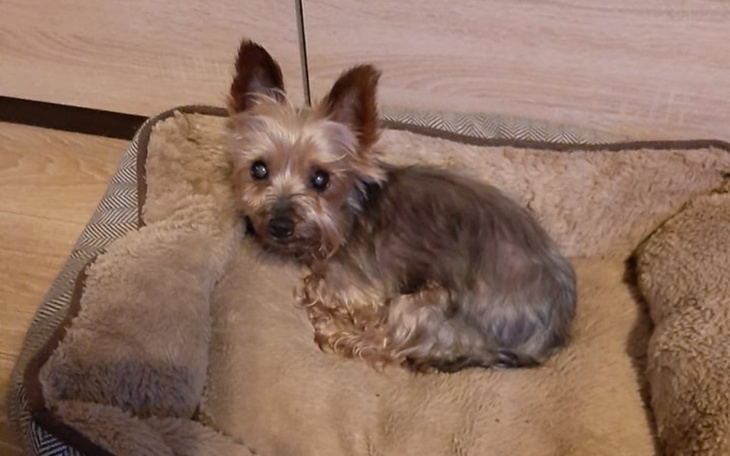 Zbiórka Na operację rzepki Boni - zdjęcie główne