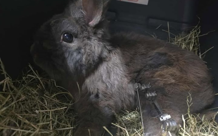 Królika leżącego w klatce, otoczonego sianem.