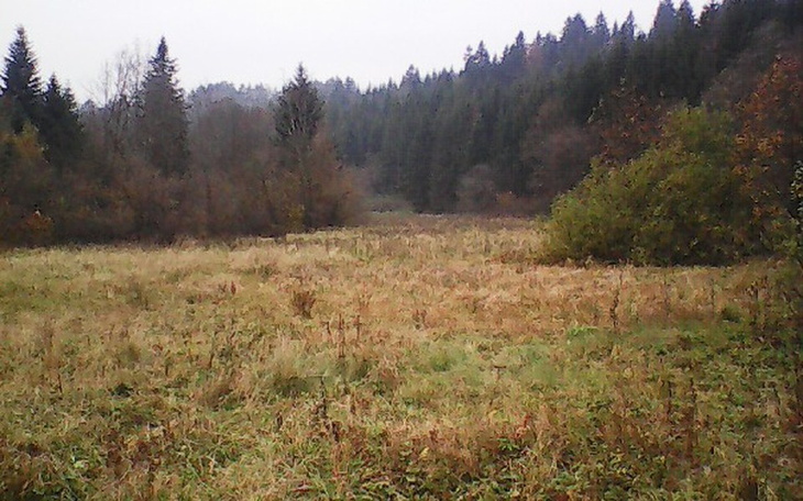 Spokojny krajobraz leśny z łąką, otoczony drzewami i naturą.