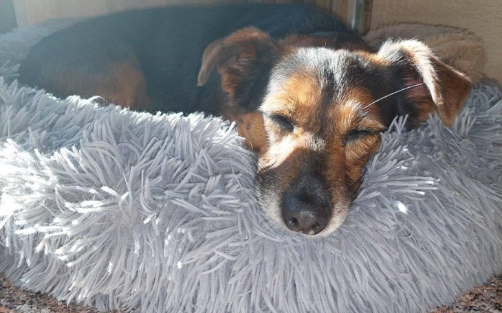 Śpiący pies na miękkim legowisku.