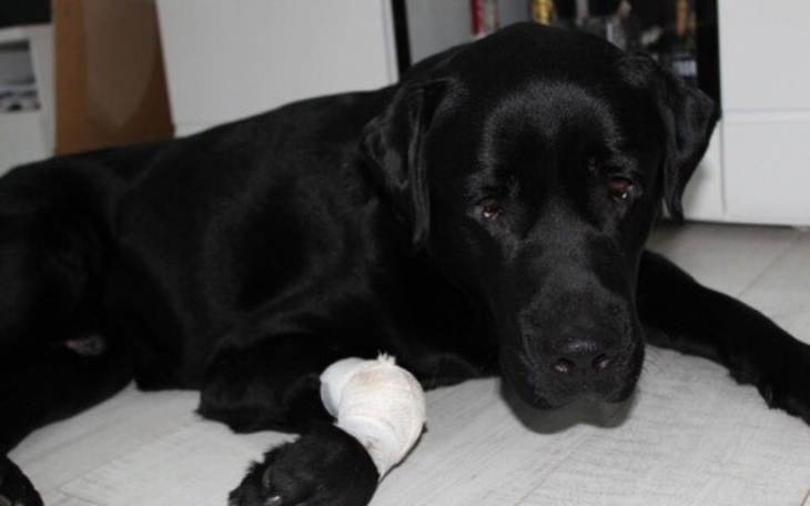 Zbiórka Larry zbiera na badania. - zdjęcie główne