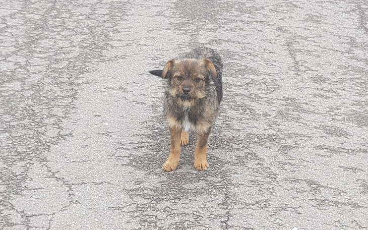 Zbiórka Pomoc dla Myszki - zdjęcie główne