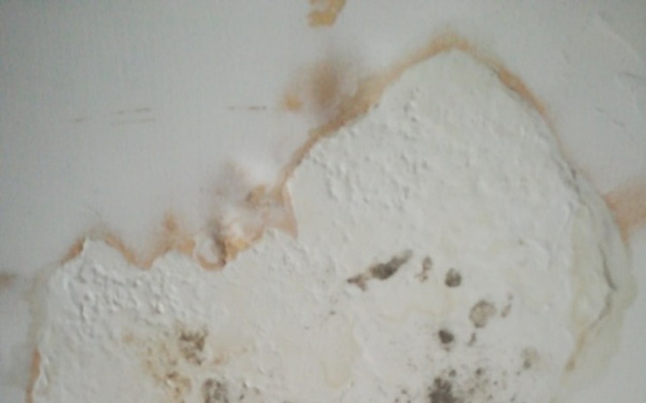 Zbiórka Pleśń i grzyb - zdjęcie główne