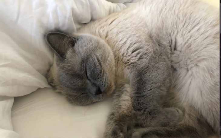 Zbiórka Uratuj życie kota przed śmiercią - zdjęcie główne