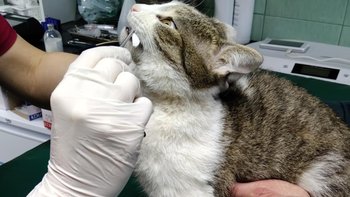 Zbiórka Lusia znów chora - miniaturka zdjęcia