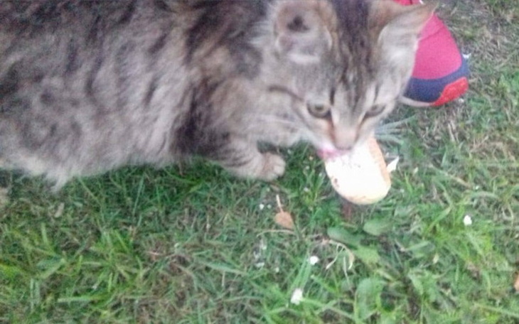 Zbiórka Chora kotka czeka na pomoc - zdjęcie główne